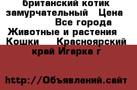 британский котик замурчательный › Цена ­ 12 000 - Все города Животные и растения » Кошки   . Красноярский край,Игарка г.